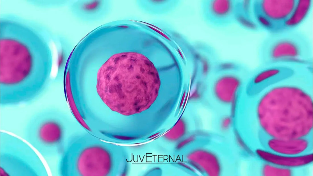 ¿Qué Hace a las Células Madre un Ingrediente Estrella en el Skincare? Juveternal
