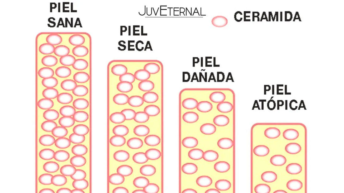 Ceramidas para Principiantes: Todo lo que Debes Saber para Cuidar tu Piel Juveternal